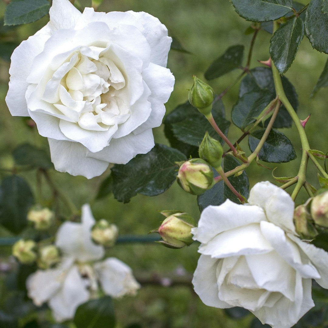 Rosa 'White Dawn' ~ White Dawn Rose-ServeScape