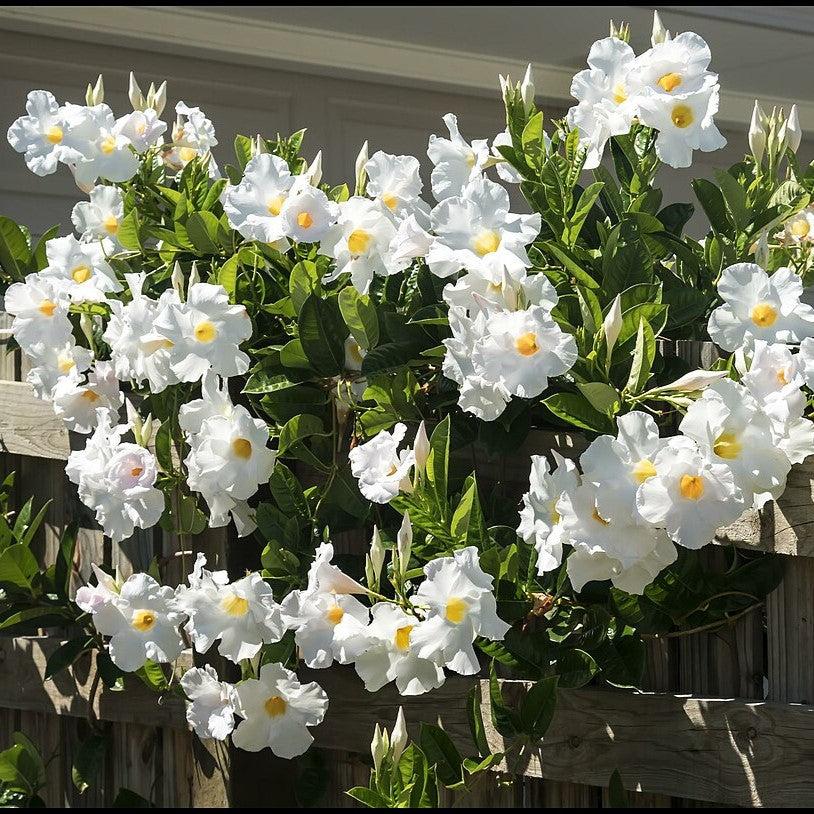 Mandevilla sp~ Rocktrumpet, Mandevilla Vine, White-ServeScape