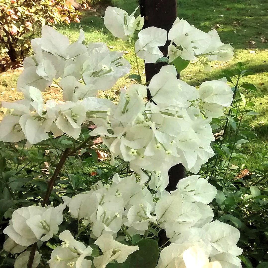Bougainvillea glabra 'Alba' ~ Monrovia® White Bougainvillea-ServeScape
