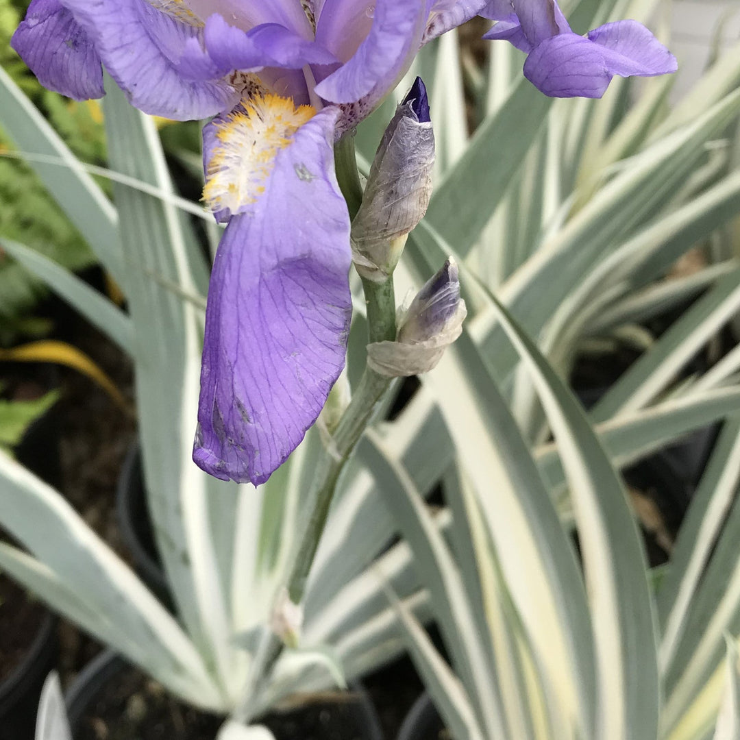 Iris pallida 'Albo Variegata' ~ White Variegated Zebra Iris-ServeScape