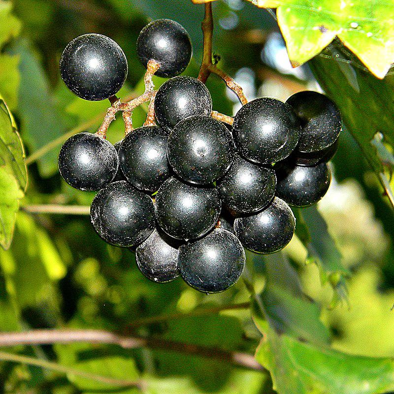 Vitis rotundifolia - Muscadine Grape-ServeScape