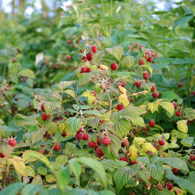 Rubus idaeus ~ Raspberry-ServeScape
