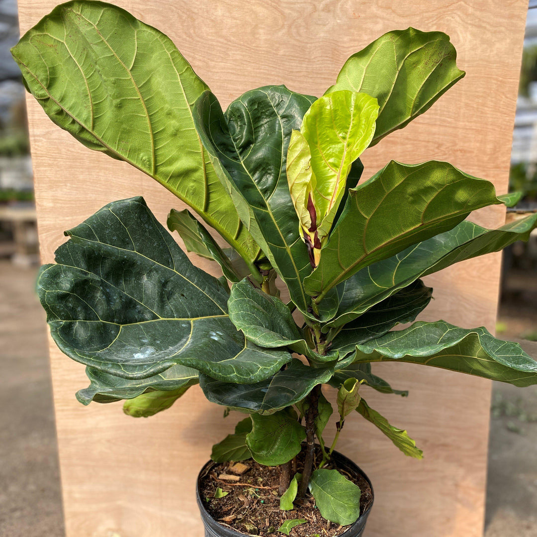 Ficus lyrata ~ Monrovia® Fiddle-Leaf Fig-ServeScape