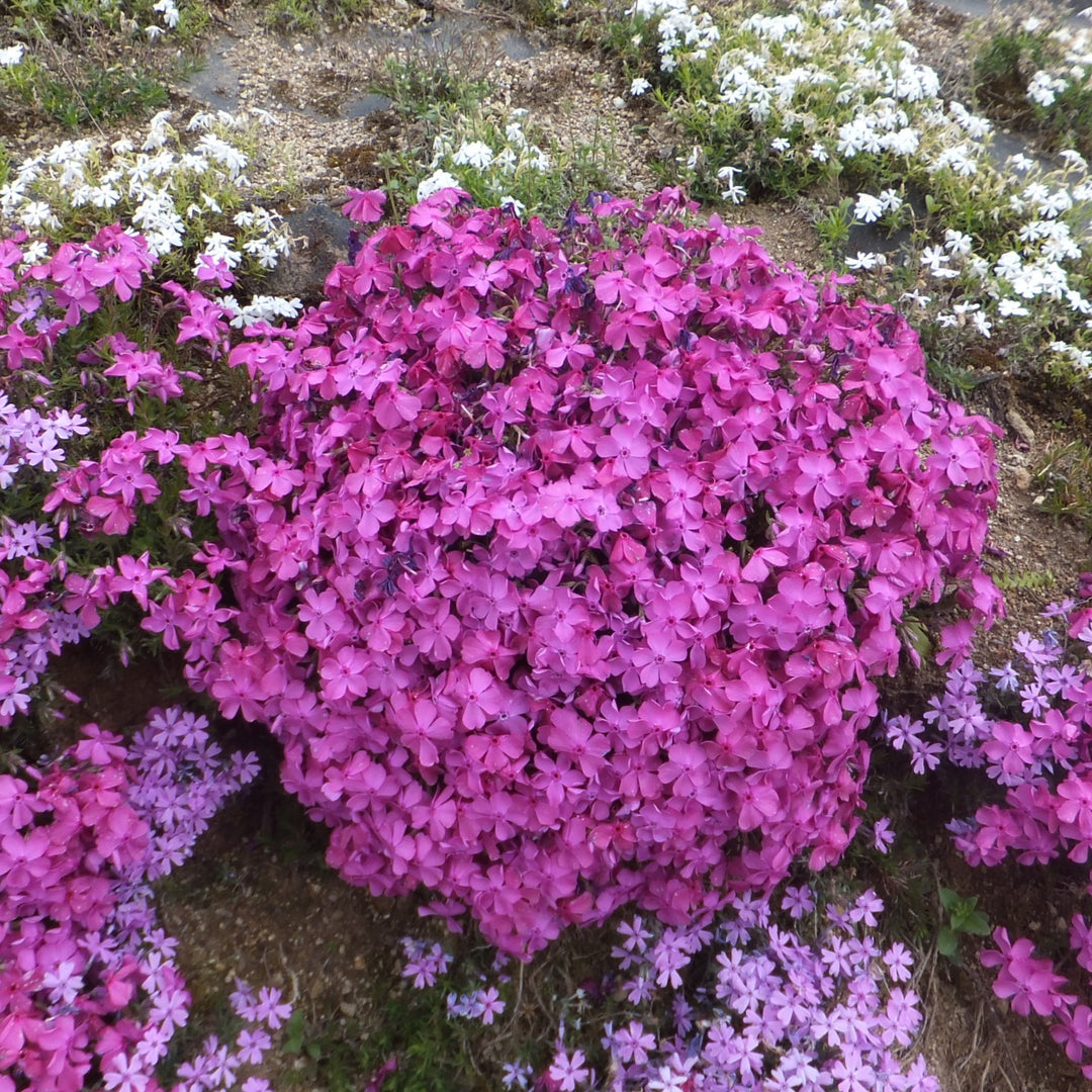 Phlox subulata 'Spring Dark Pink' ~ Spring Dark Pink Creeping Phlox-ServeScape
