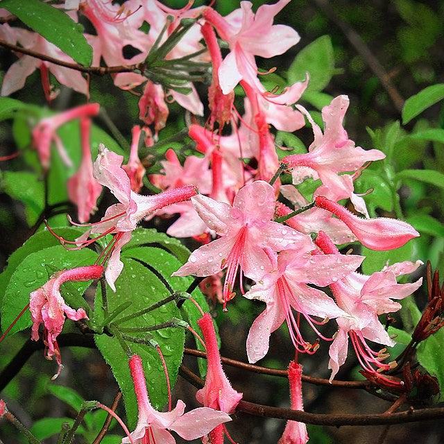 Rhododendron periclymenoides 'Rosy Pink' ~ Rosy Pink Native Azalea-ServeScape