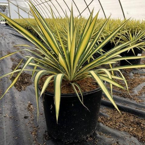 Yucca filamentosa 'Color Guard' ~ Color Guard Adam's Needle, Yucca-ServeScape
