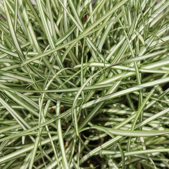 Carex oshimensis 'Everlite' PP28,568 ~ Monrovia® Evercolor® Everlite Variegated Sedge-ServeScape