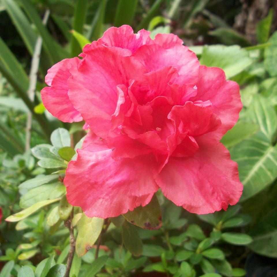 Rhododendron x 'RLH1-9P7' (H-3) PP #27,877 ~ Monrovia® Double Shot® Watermelon Azalea-ServeScape