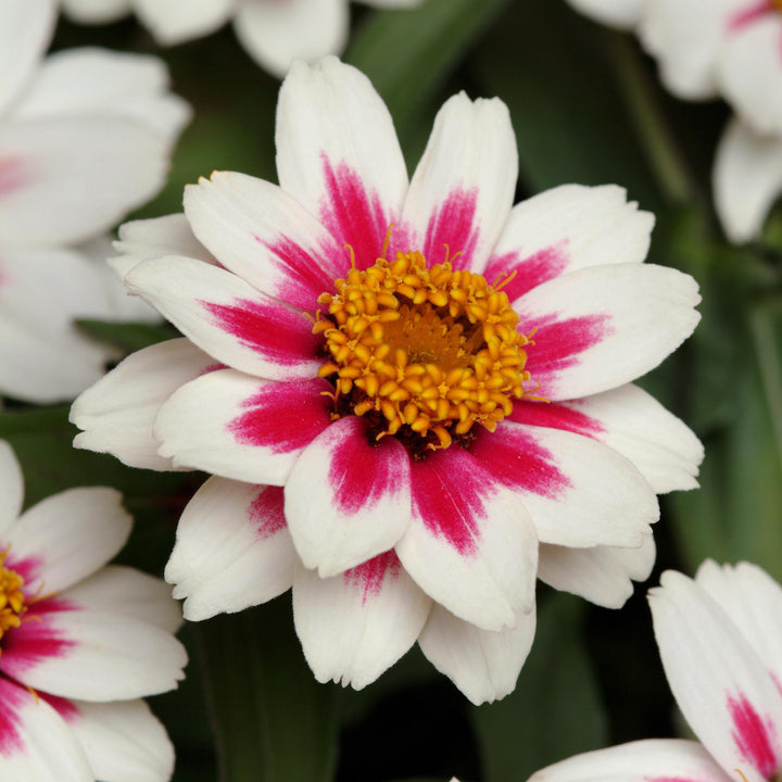 Zinnia ‘PAS719128’ ~ Zahara™ Starlight Rose Zinnia-ServeScape