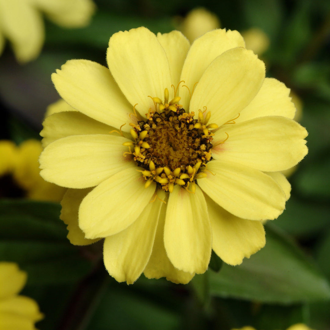 Zinnia ‘PAS951086' ~ Zahara™ Yellow Zinnia-ServeScape