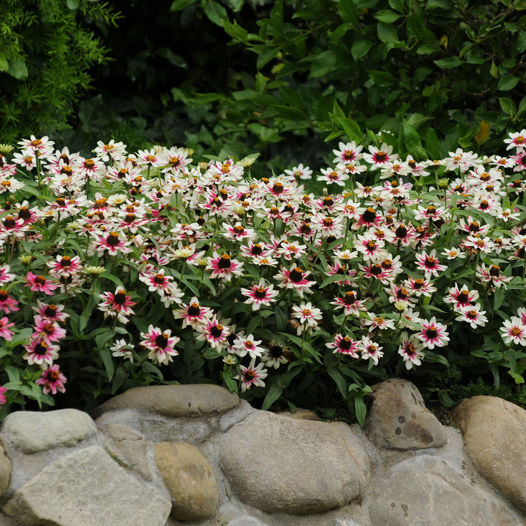 Zinnia ‘PAS719128’ ~ Zahara™ Starlight Rose Zinnia-ServeScape