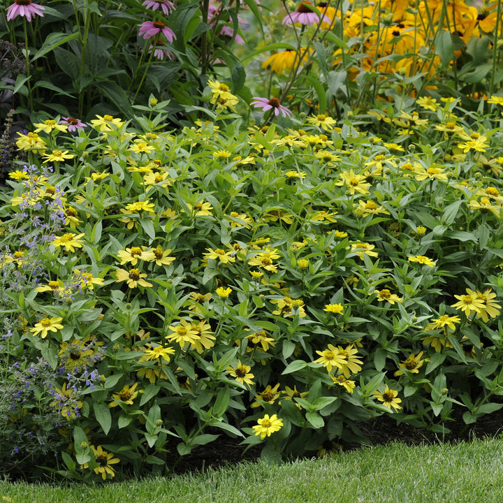 Zinnia ‘PAS951086' ~ Zahara™ Yellow Zinnia-ServeScape
