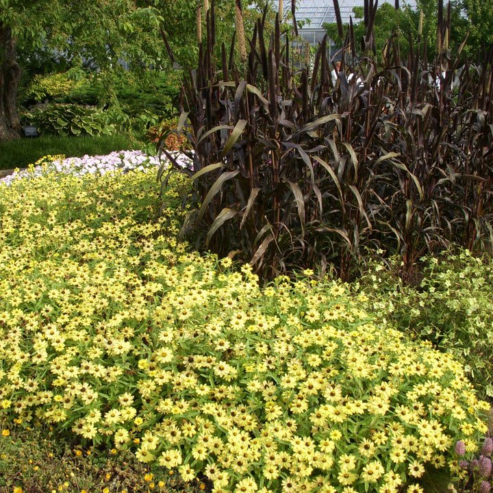 Zinnia ‘PAS951086' ~ Zahara™ Yellow Zinnia-ServeScape