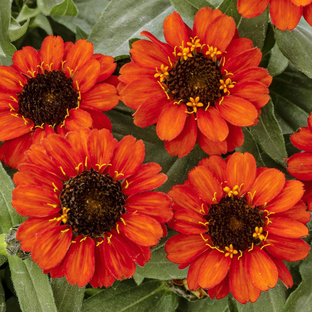 Zinnia ‘Profusion Fire’ ~ Profusion Fire Zinnia-ServeScape