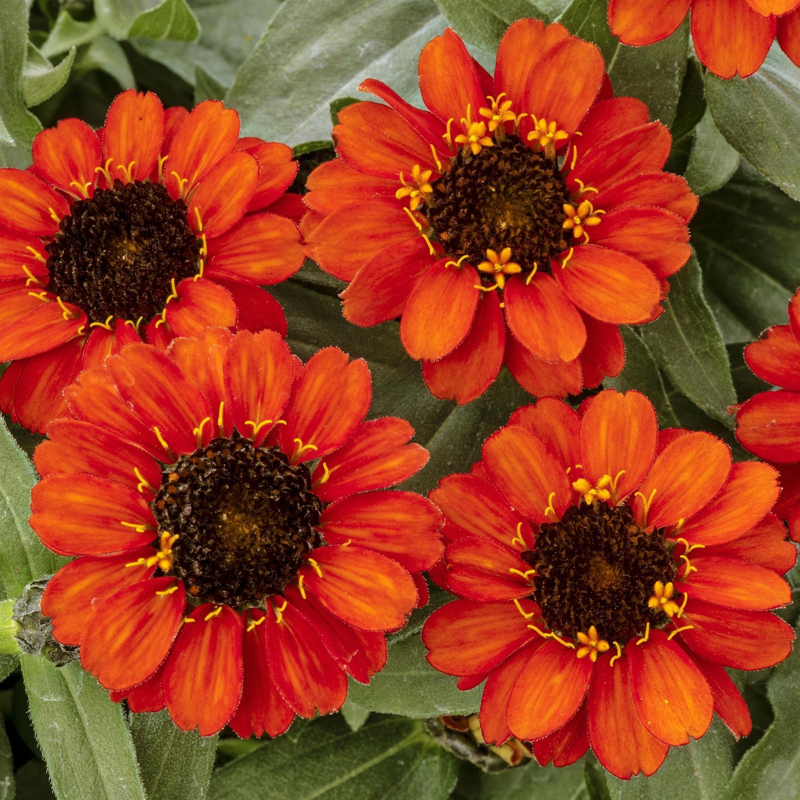 Zinnia ‘Profusion Fire’ ~ Profusion Fire Zinnia-ServeScape