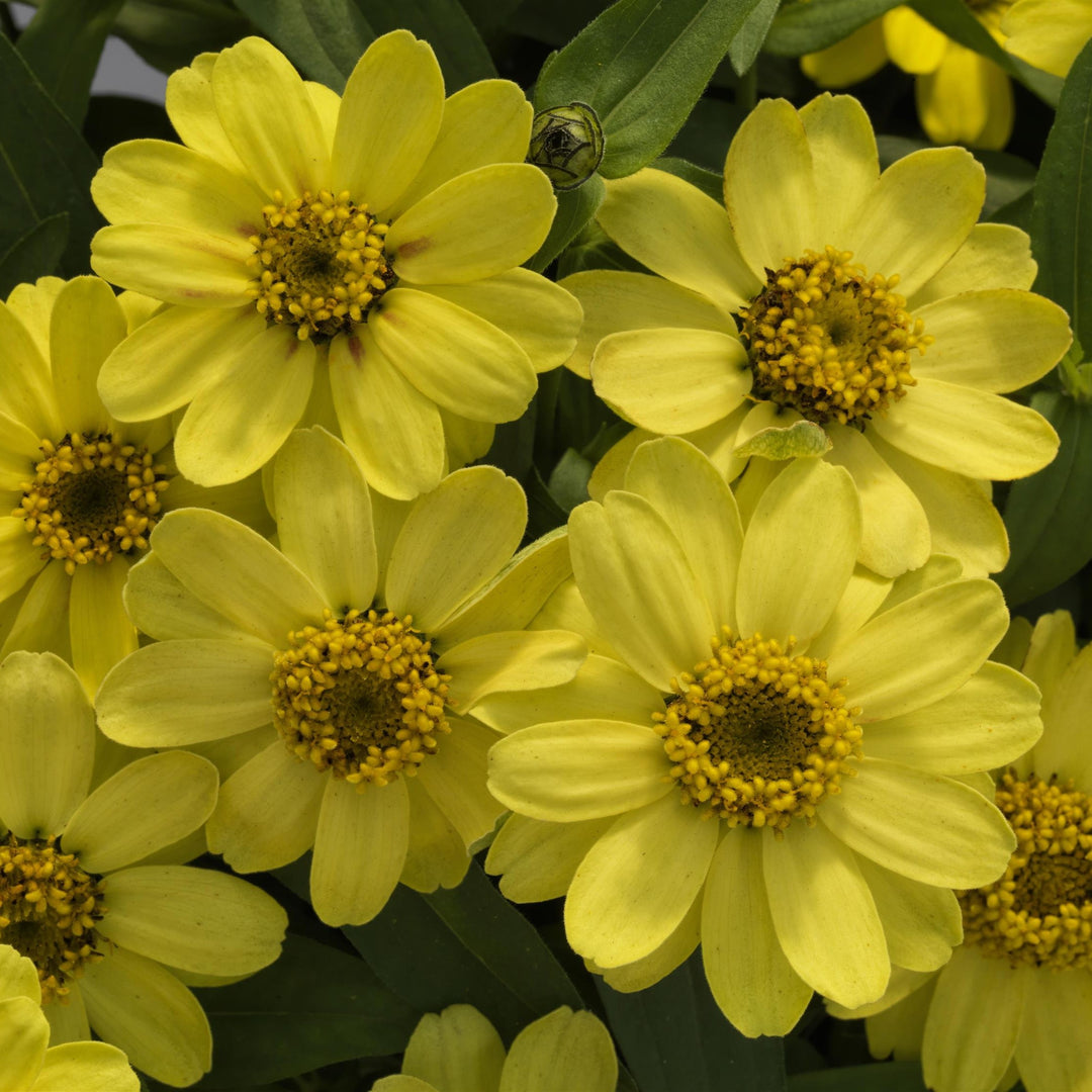 Zinnia ‘Profusion Lemon’ ~ Profusion Lemon Zinnia-ServeScape