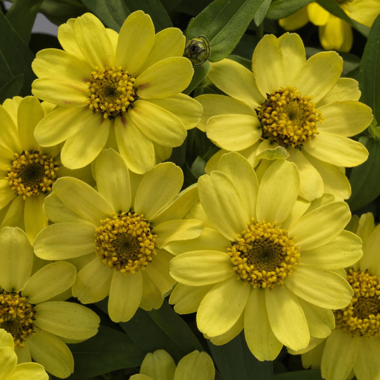 Zinnia ‘Profusion Lemon’ ~ Profusion Lemon Zinnia-ServeScape