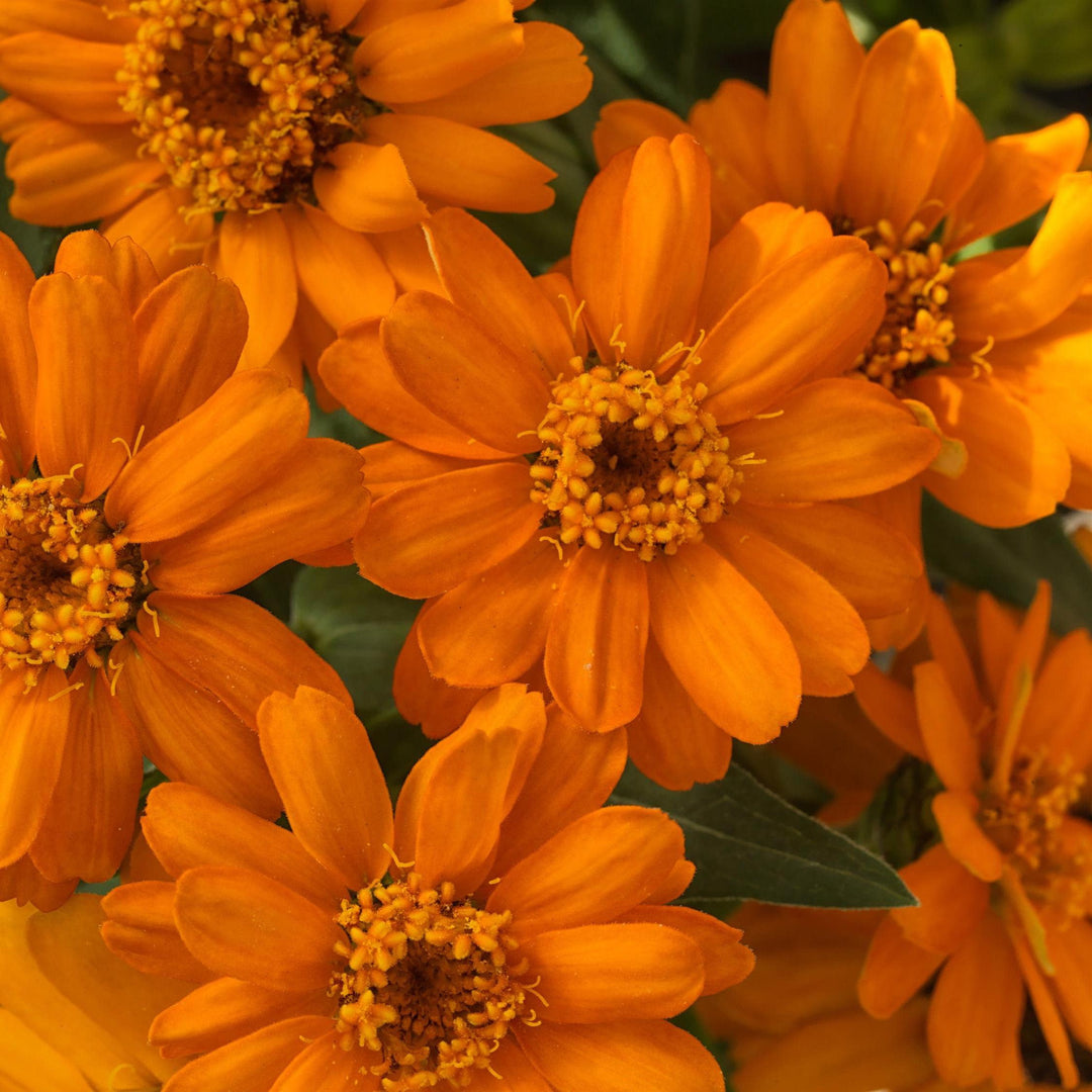 Zinnia ‘Profusion Orange’ ~ Profusion Orange Zinnia-ServeScape