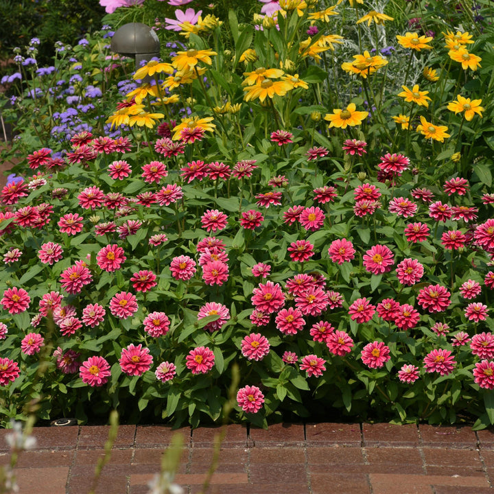 Zinnia ‘PAS1246684’ ~ Double Zahara™ Raspberry Ripple Zinnia-ServeScape