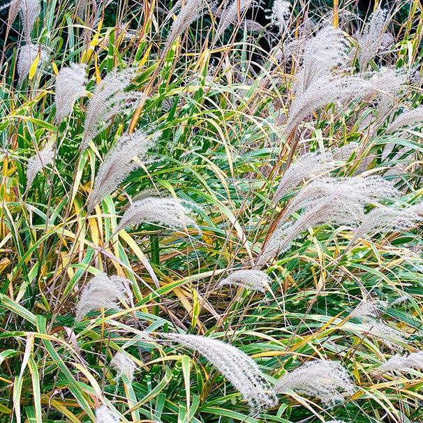 Miscanthus sinensis 'Zebrinus' ~ Zebra Grass-ServeScape