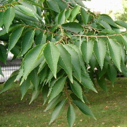 Zelkova serrata ~ Japanese Zelkova-ServeScape