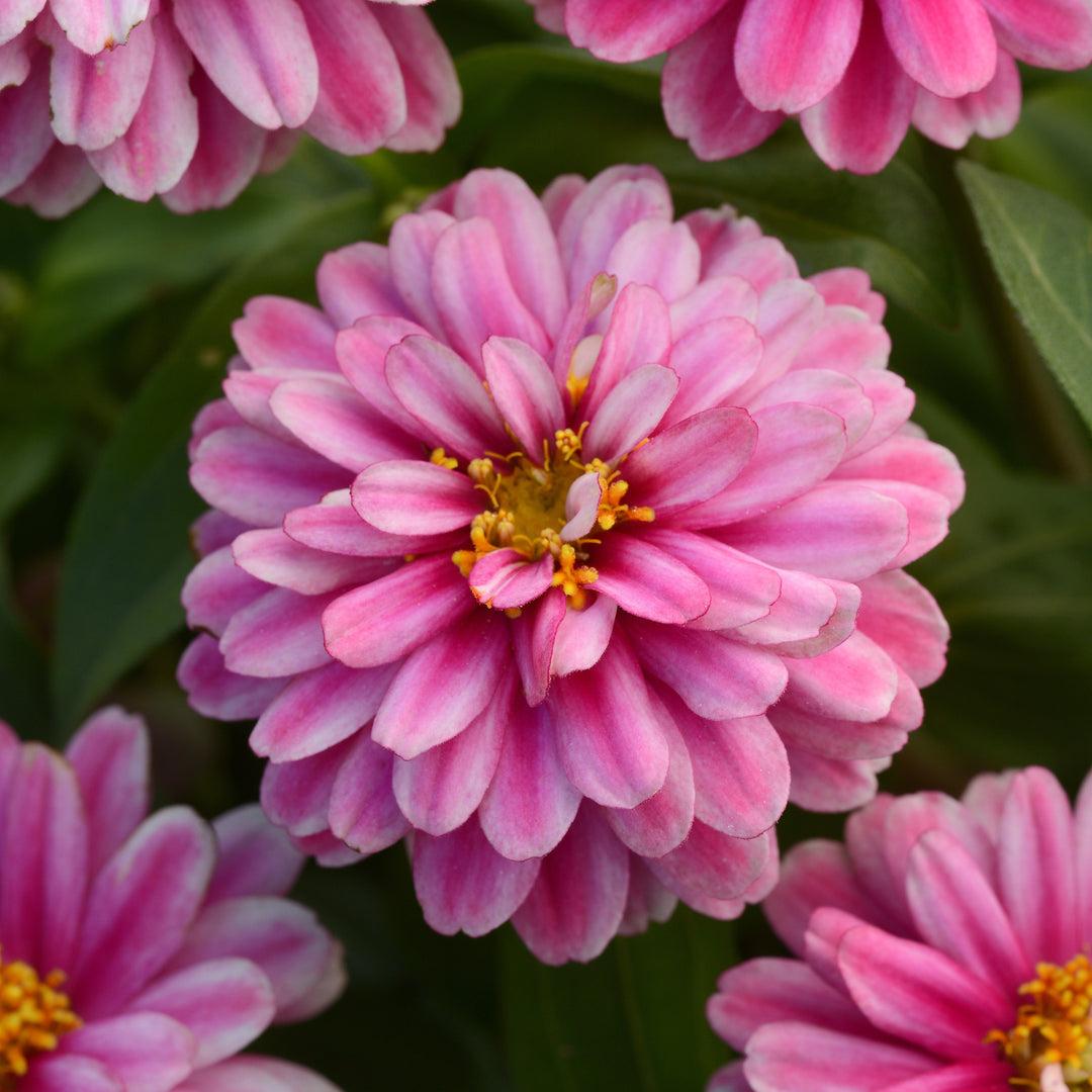 Zinnia ‘PAS1246684’ ~ Double Zahara™ Raspberry Ripple Zinnia-ServeScape