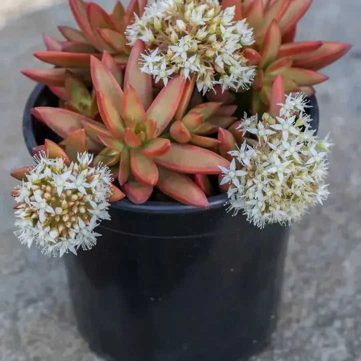 Sedum adolphii 'Firestorm' ~ Firestorm Stonecrop-ServeScape