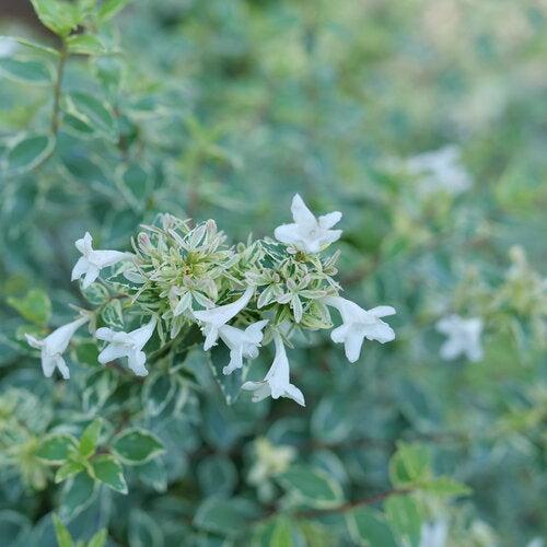 Abelia x grandiflora ‘Muadbd' ~ Mucho Gusto® Abelia-ServeScape