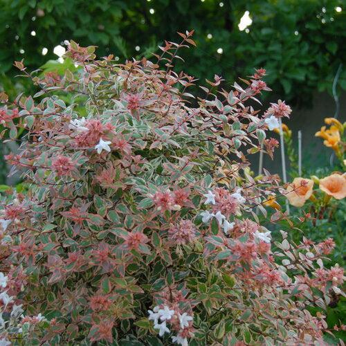 Abelia x grandiflora 'Mincautri' ~ Tres Amigos® Abelia-ServeScape