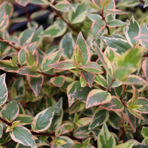 Abelia x grandiflora 'Mincautri' ~ Tres Amigos® Abelia-ServeScape