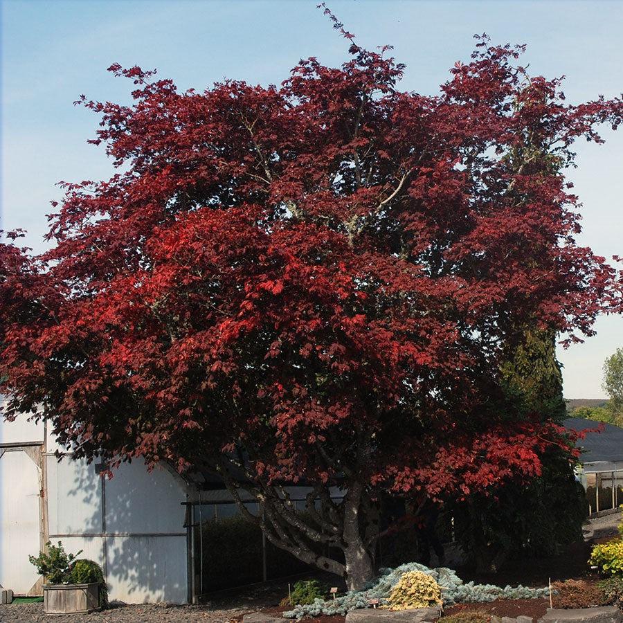 Acer japonicum 'Aconitifolium' ~ Fernleaf Fullmoon Maple-ServeScape