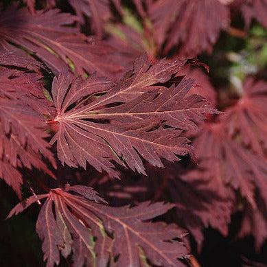 Acer japonicum 'Aconitifolium' ~ Fernleaf Fullmoon Maple-ServeScape