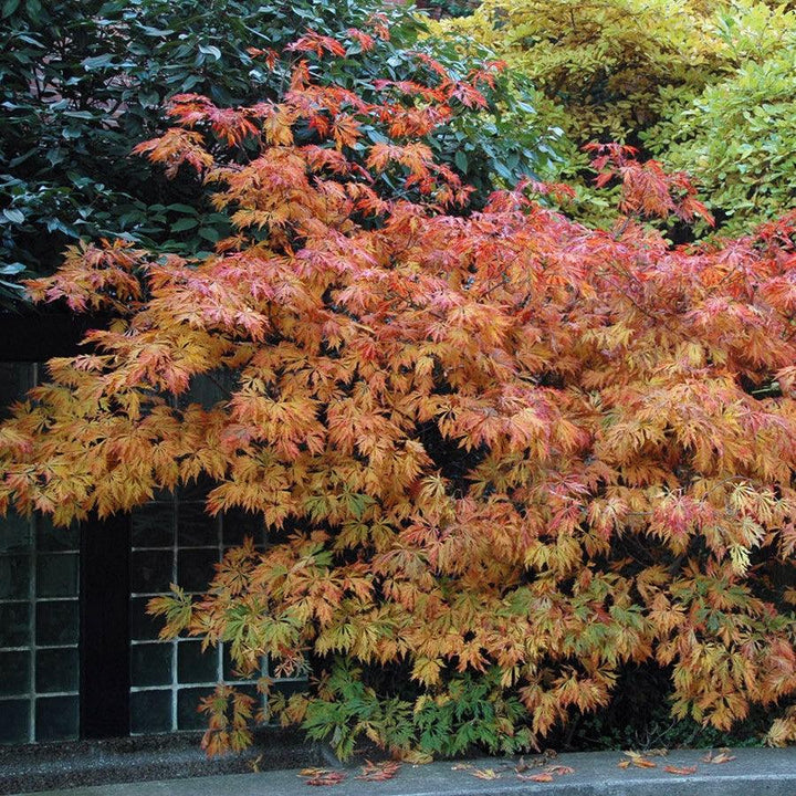 Acer japonicum 'Aconitifolium' ~ Fernleaf Fullmoon Maple-ServeScape