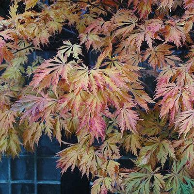 Acer japonicum 'Aconitifolium' ~ Fernleaf Fullmoon Maple-ServeScape