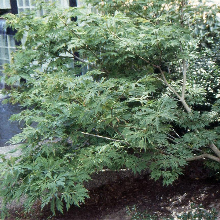 Acer japonicum 'Aconitifolium' ~ Fernleaf Fullmoon Maple-ServeScape