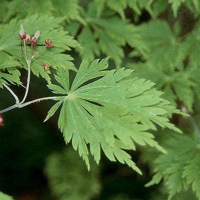 Acer japonicum 'Aconitifolium' ~ Fernleaf Fullmoon Maple-ServeScape