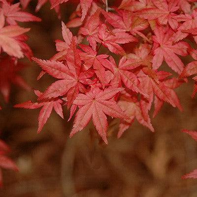 Acer palmatum 'Shindeshojo' ~ Shindeshojo Japanese Maple-ServeScape