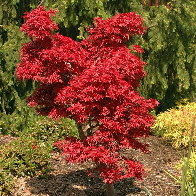 Acer palmatum 'Shaina' ~ Shaina Japanese Maple-ServeScape