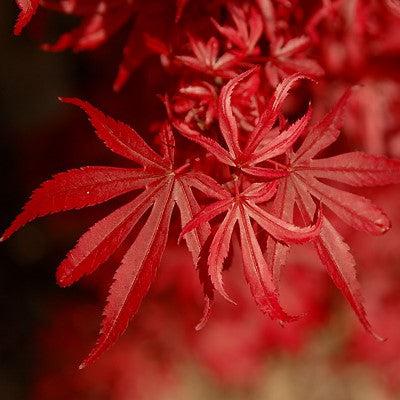 Acer palmatum 'Shaina' ~ Shaina Japanese Maple-ServeScape