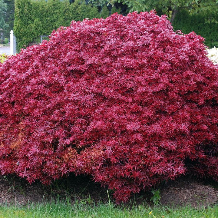 Acer palmatum 'Shaina' ~ Shaina Japanese Maple-ServeScape