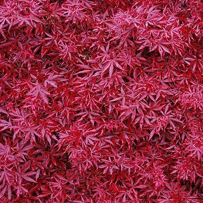 Acer palmatum 'Shaina' ~ Shaina Japanese Maple-ServeScape