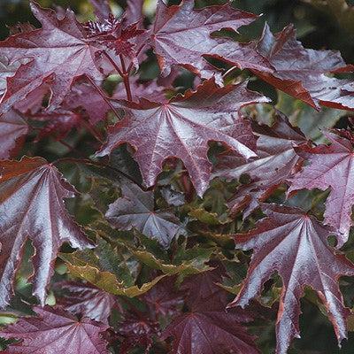 Acer platanoides 'Crimson Sentry' ~ Crimson Sentry Norway Maple-ServeScape