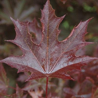 Acer platanoides 'Crimson Sentry' ~ Crimson Sentry Norway Maple-ServeScape