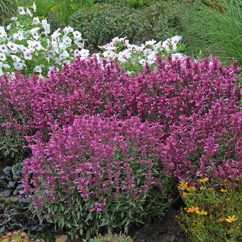 Agastache x 'Rosie Posie' ~ Rosie Posie Agastache-ServeScape