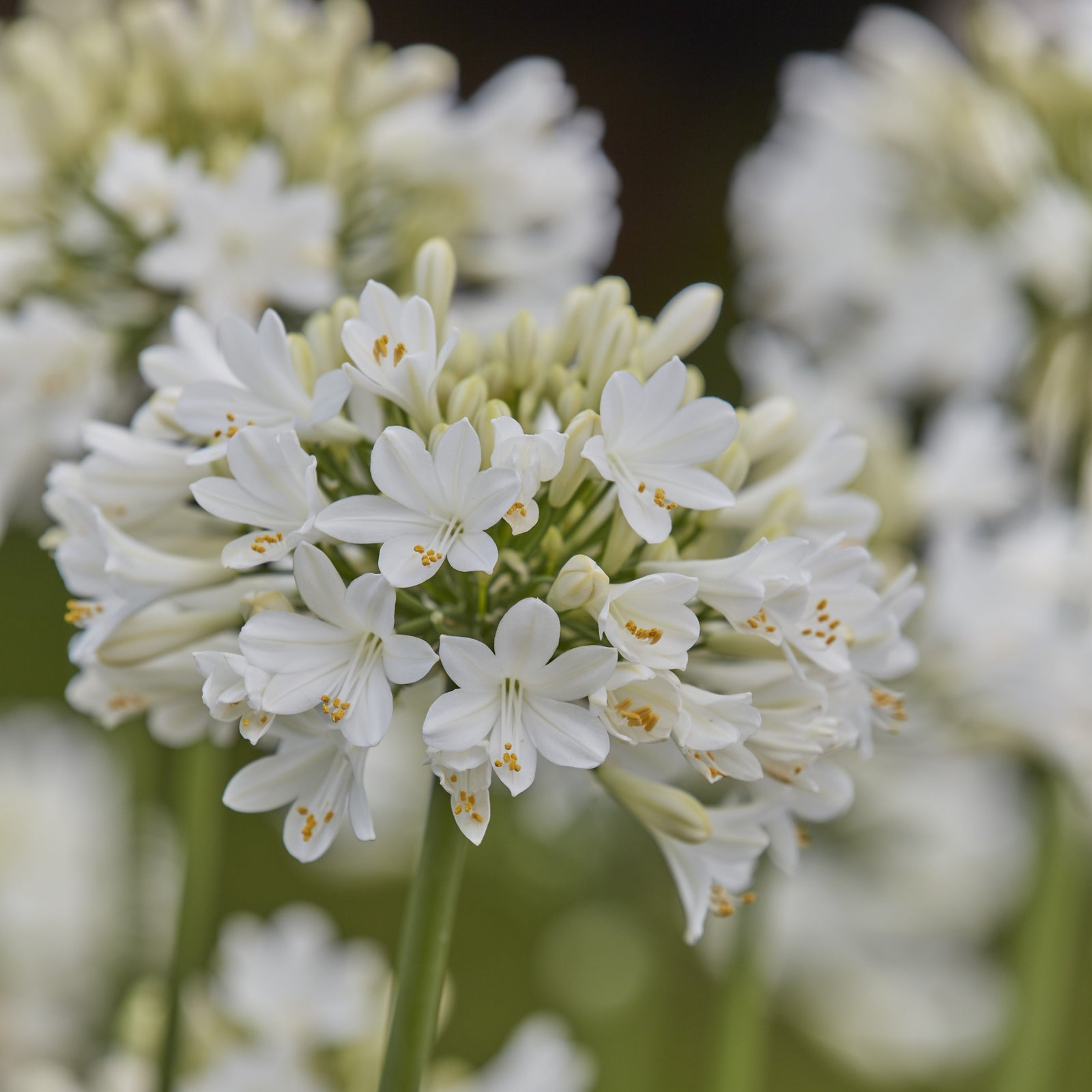 Agapanthus 'WP001’ PP27357~ Ever White™ Agapanthus-ServeScape