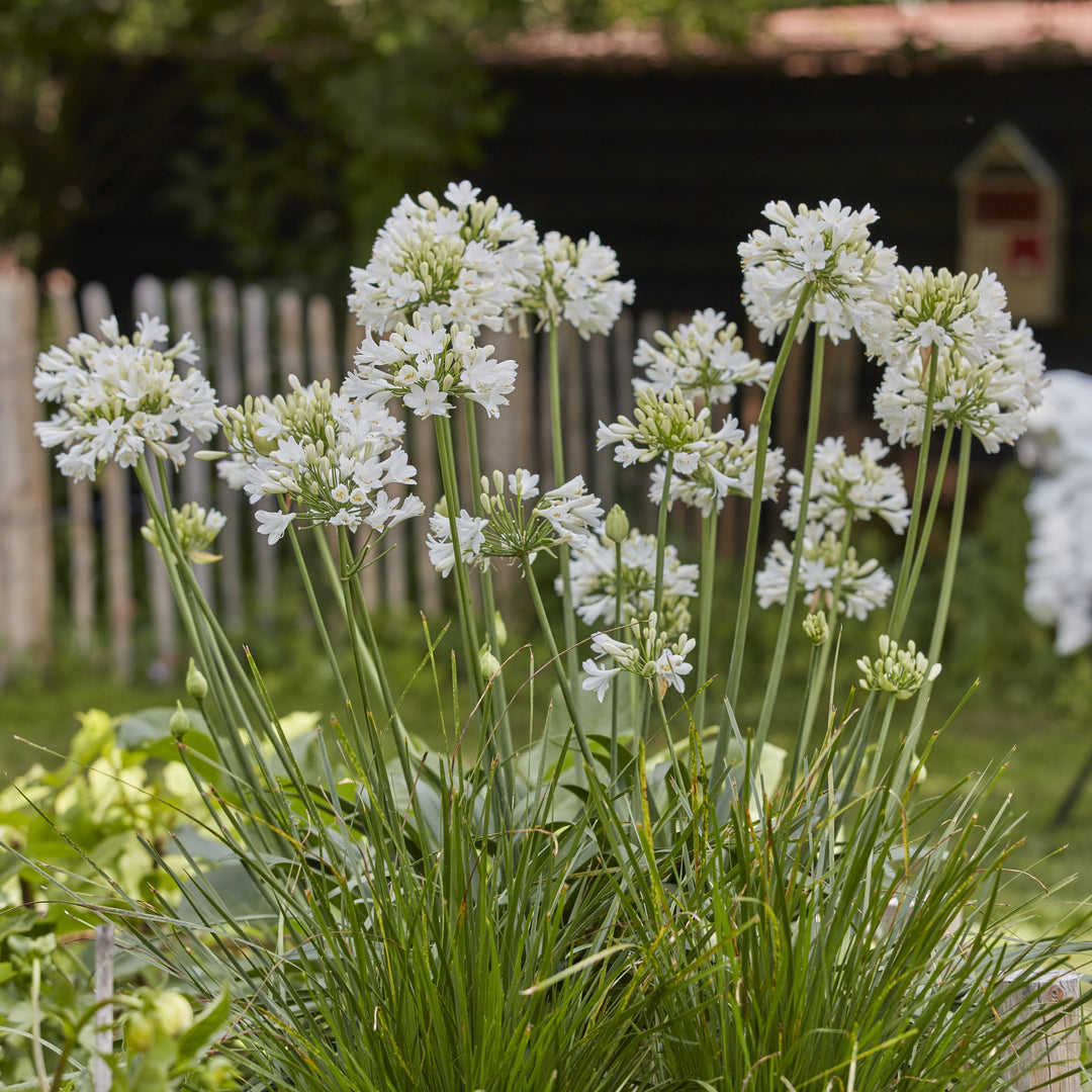 Agapanthus 'WP001’ PP27357~ Ever White™ Agapanthus-ServeScape