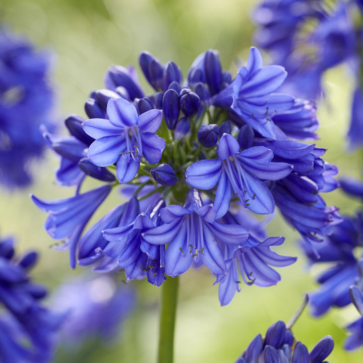 Agapanthus Hybrid ‘SDB002' ~ Southern Living® Ever Midnight™ Agapanthus-ServeScape