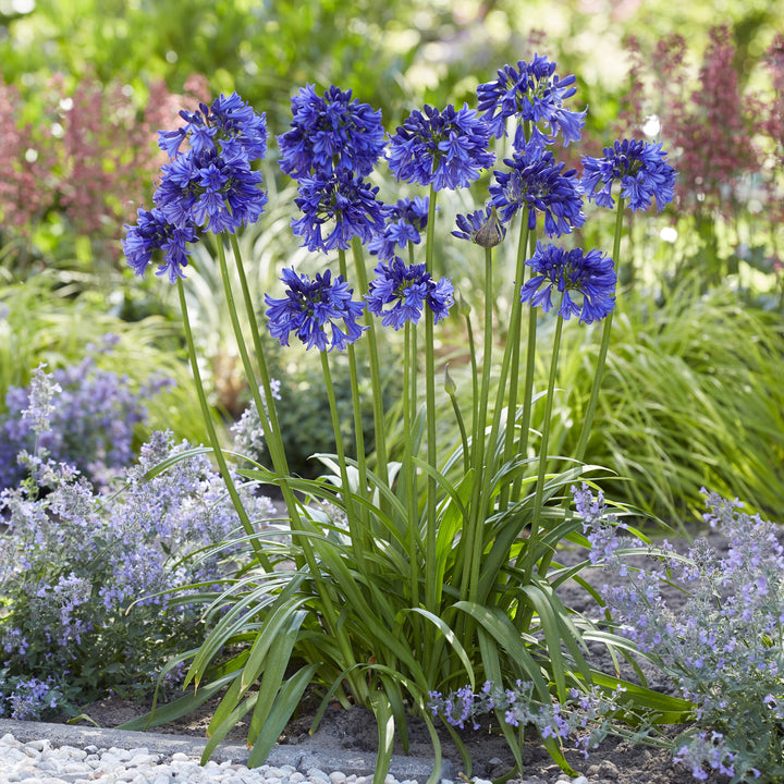 Agapanthus Hybrid ‘SDB002' ~ Southern Living® Ever Midnight™ Agapanthus-ServeScape