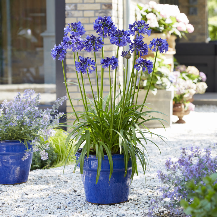 Agapanthus Hybrid ‘SDB002' ~ Southern Living® Ever Midnight™ Agapanthus-ServeScape