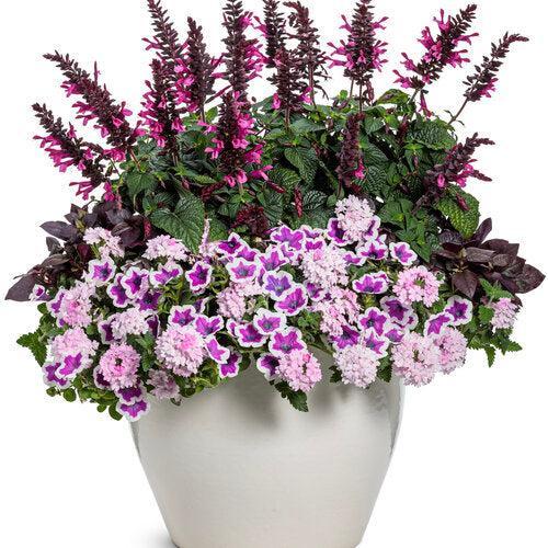 Petunia hybrid 'DPETPW1782' ~ PW® Supertunia® Hoopla® Vivid Orchid™ Petunia-ServeScape